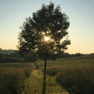 Plant a tree - Carbon Offset